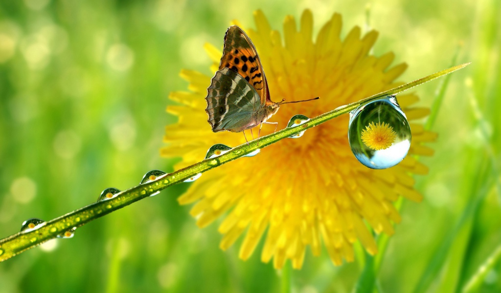 Бабочка на мокрой травинке