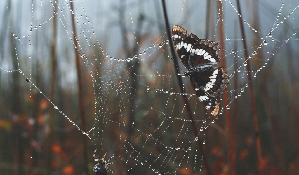 Бабочка сидит на паутине