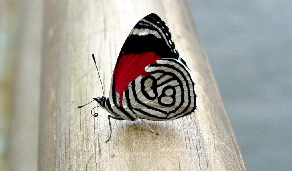 Бабочка с красивым рисунком на крыльях