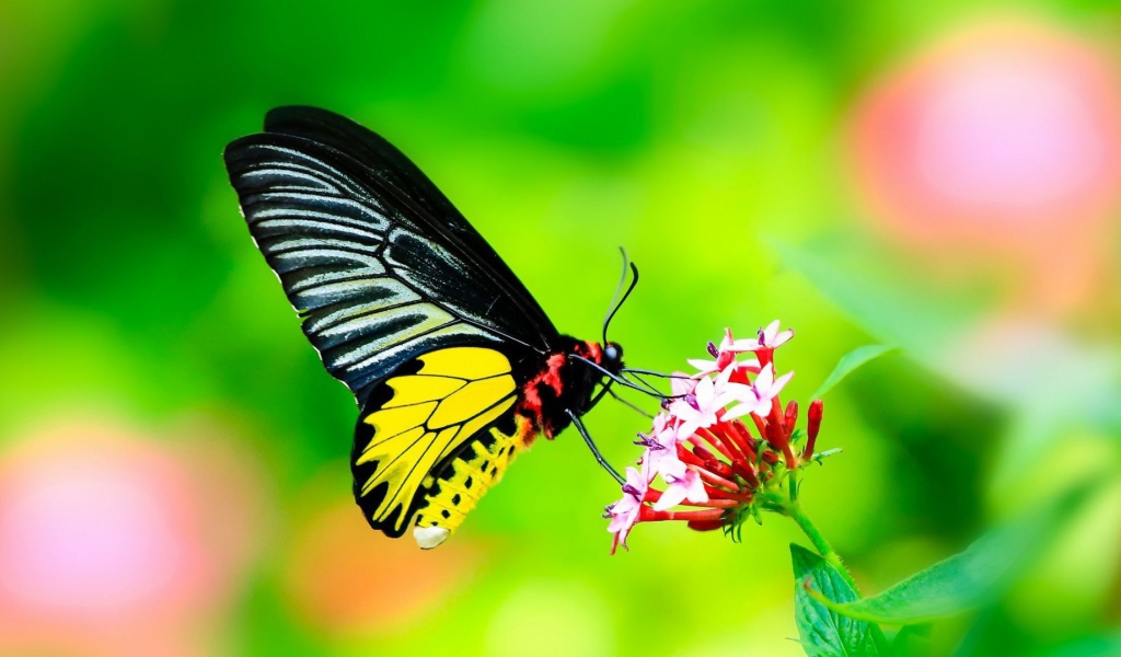 Бабочка с черными крыльями на цветке