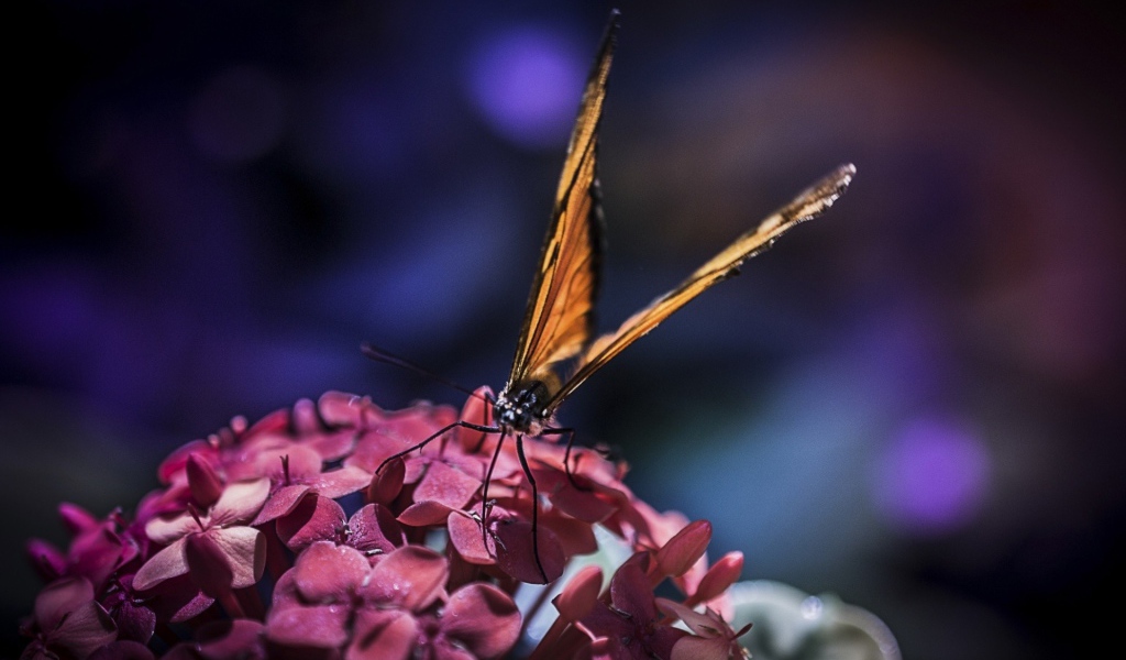 Бабочка с большими крыльями на цветах