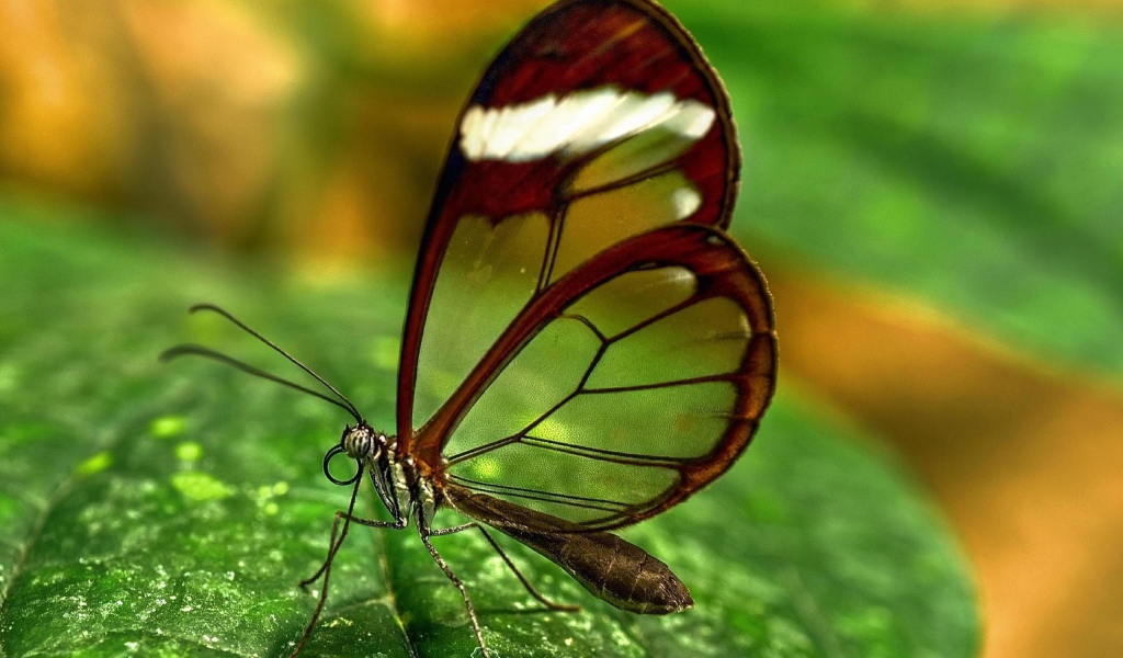 Бабочка с прозрачными крыльями