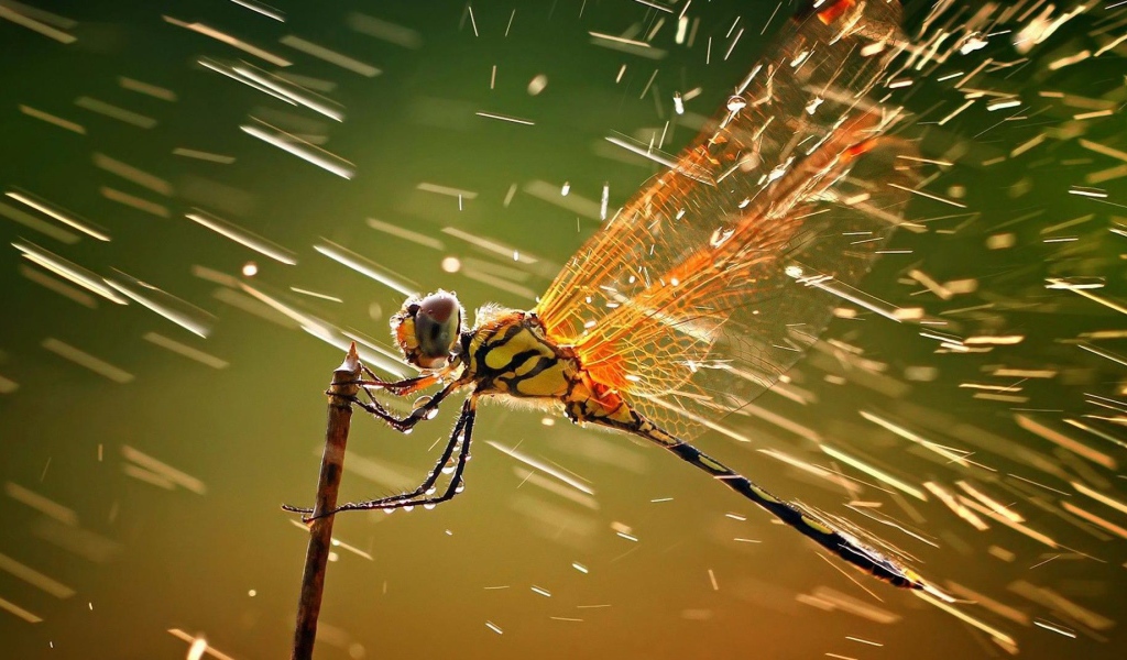 Стрекоза ухватилась за ветку под дождем