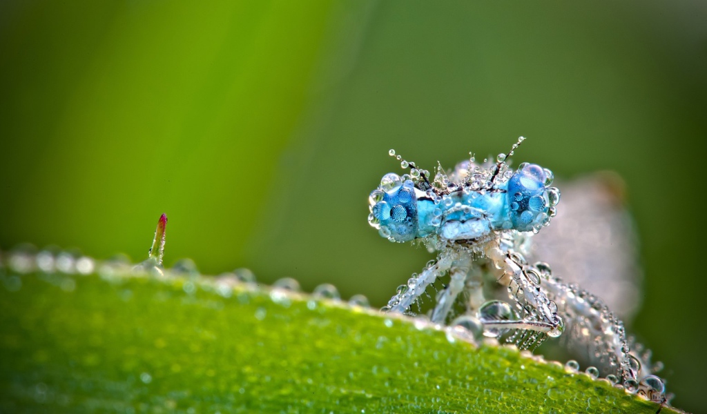 Стрекоза в каплях росы