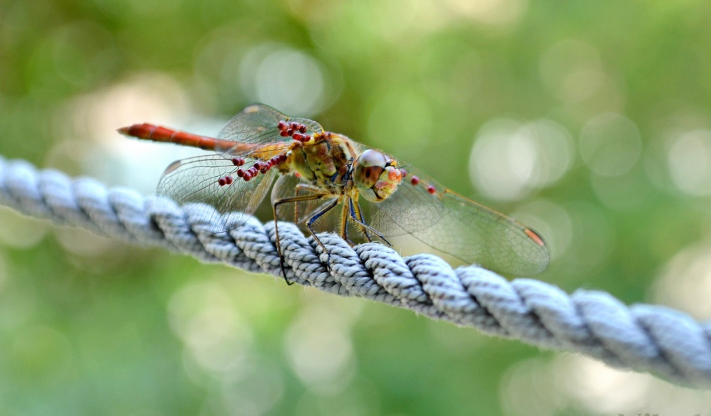 Стрекоза сидит на веревке
