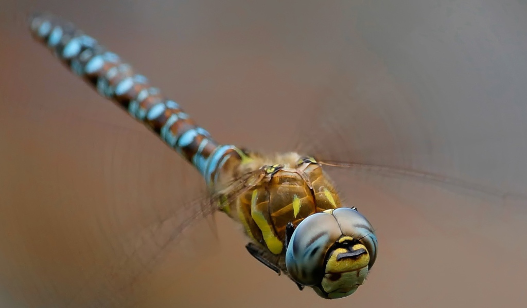 Изящная стрекоза крупным планом