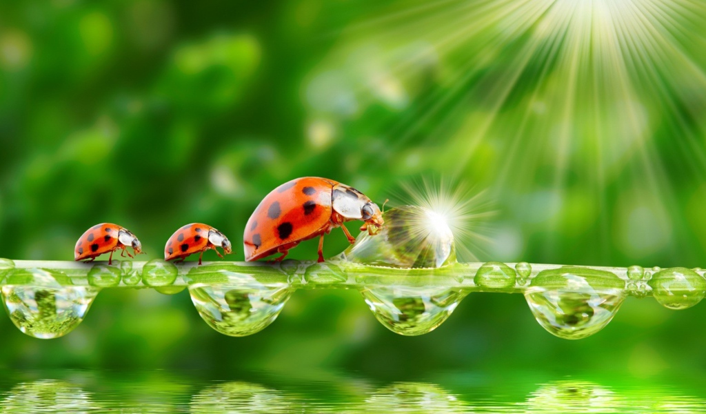 Семья божьих коровок наткнулась на препятствие