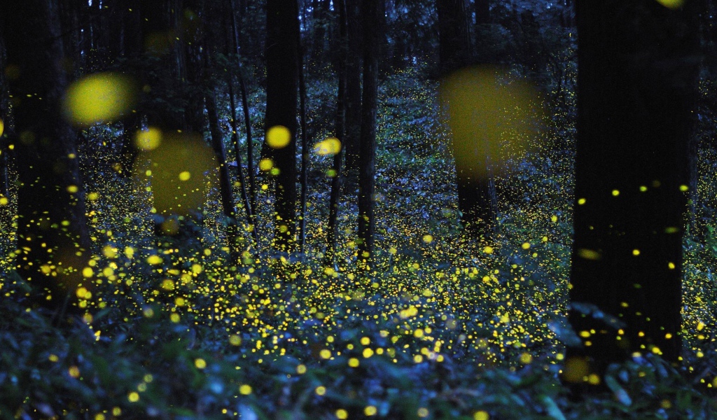 Светлячки среди деревьев