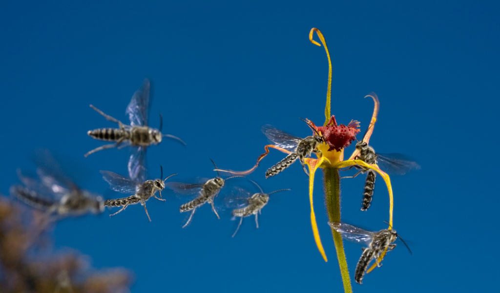 Мухи слетаются к цветку