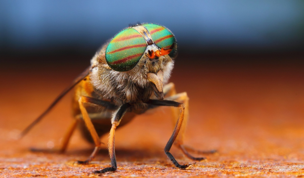 Фото мухи крупным планом