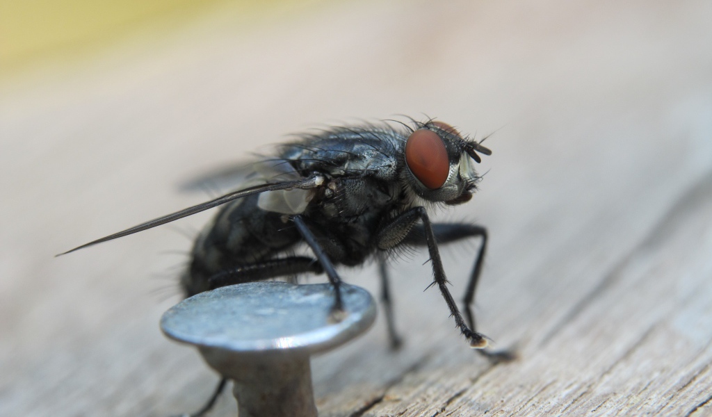 Муха у железного гвоздя