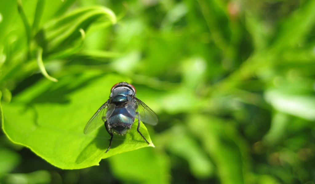 Муха на зеленом листе