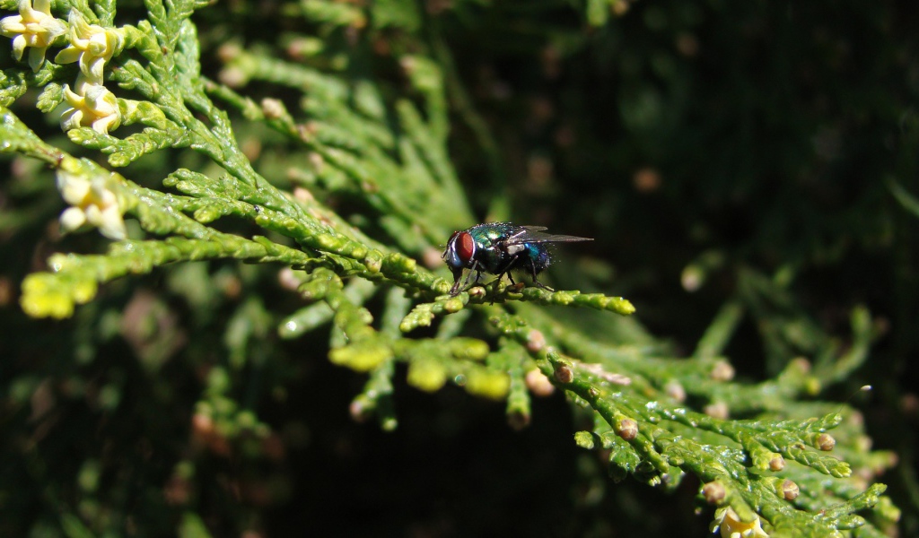 Муха сидит на зеленой ветке
