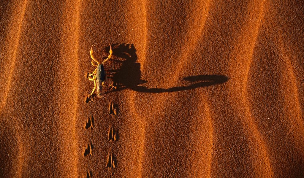 Следы жука на песке