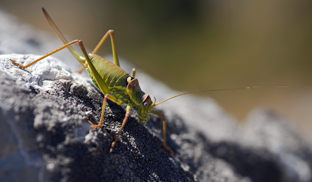 Зеленый жук ползет по земле
