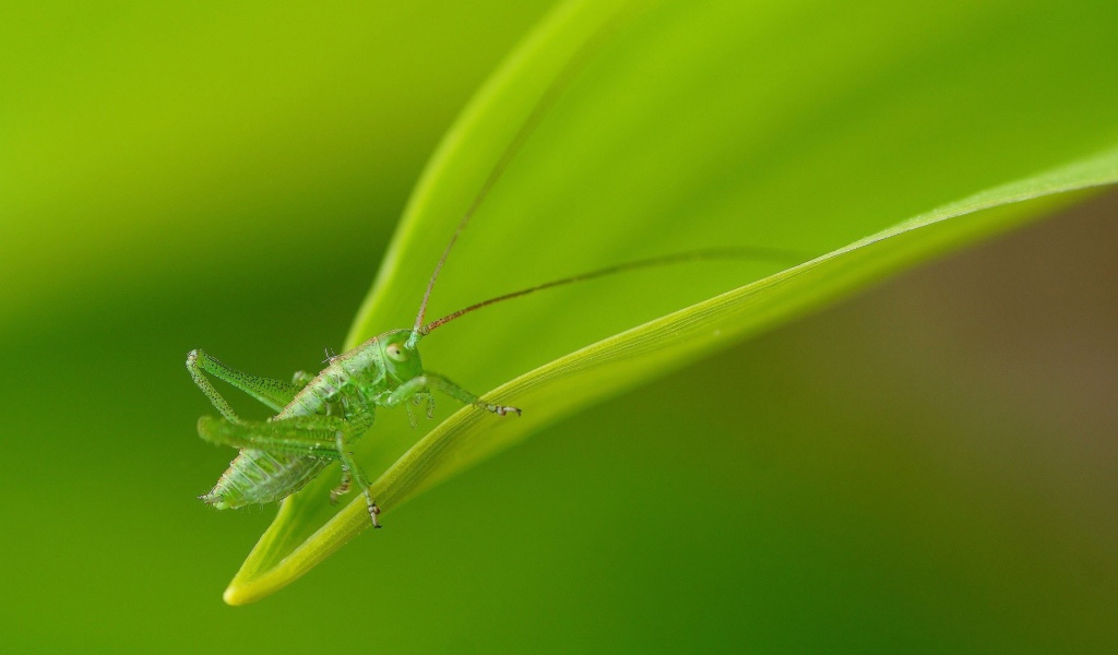 Зеленый кузнечик маскируется на листе