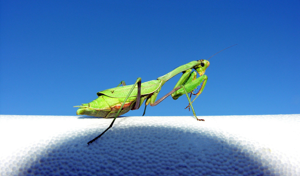 Зеленый богомол