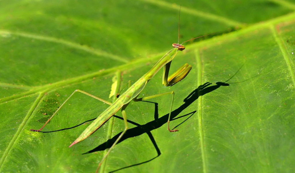 Зеленый богомол на зеленом листике