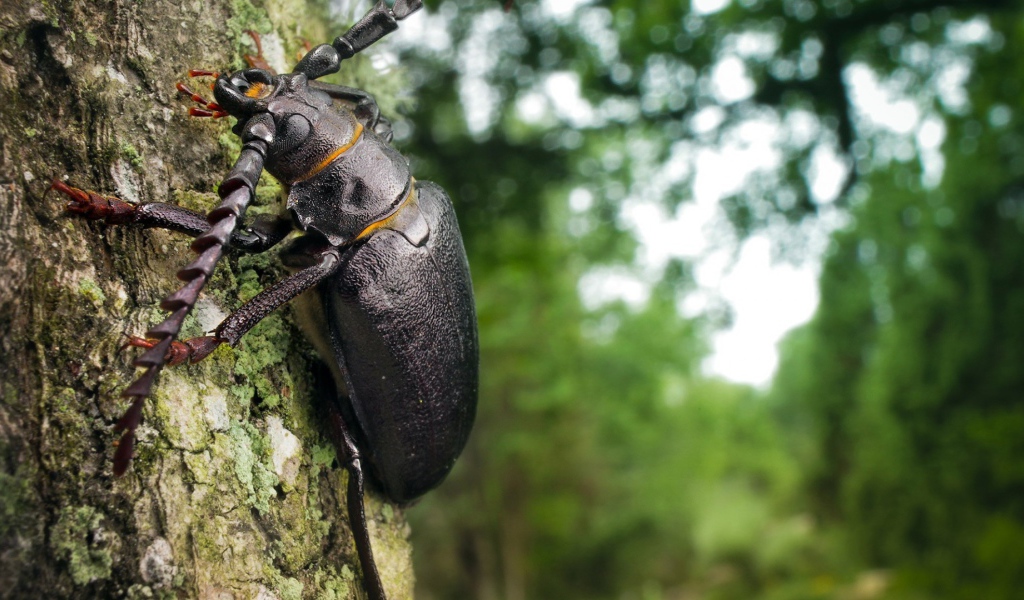 Огромный черный жук ползет по стволу дерева