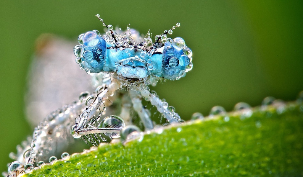 Насекомое покрыто каплями воды