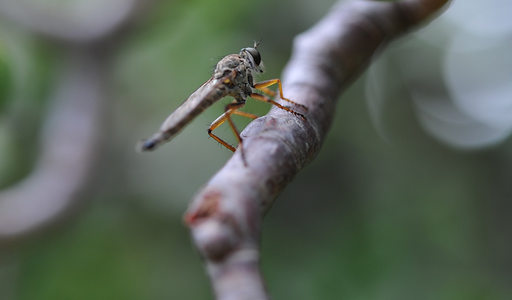 Насекомое сидит на ветке
