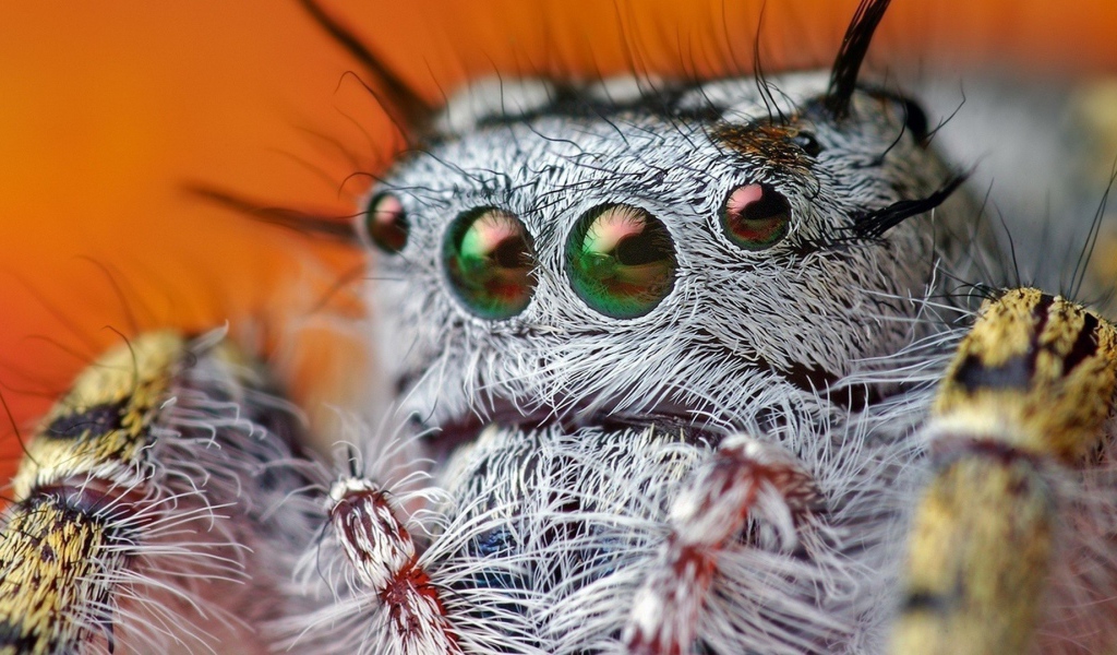 Так выглядит паук