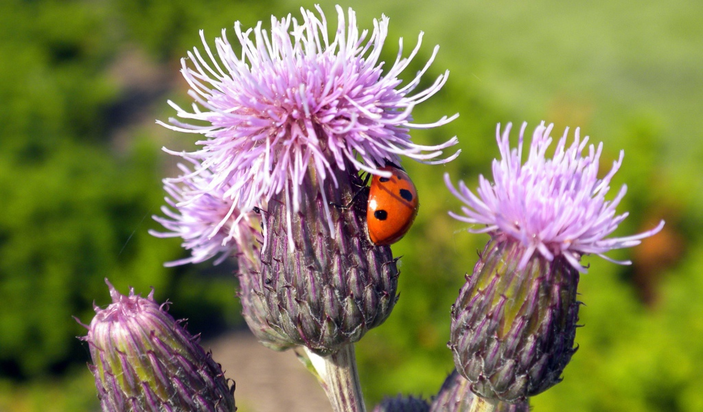 Божья коровка на цветке сорняка