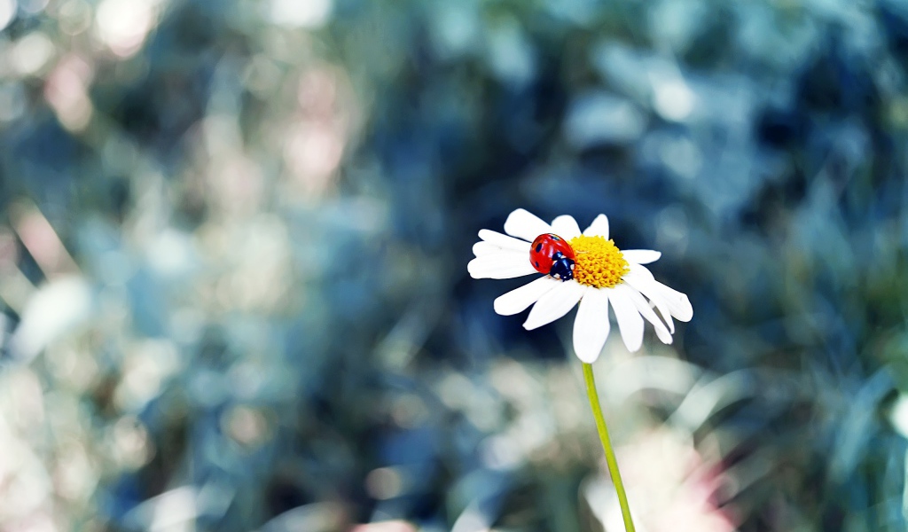 Божья коровка в сердцевине ромашки