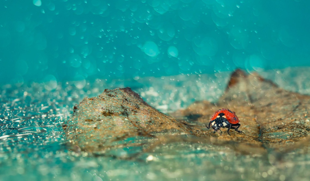 Божья коровка под дождем