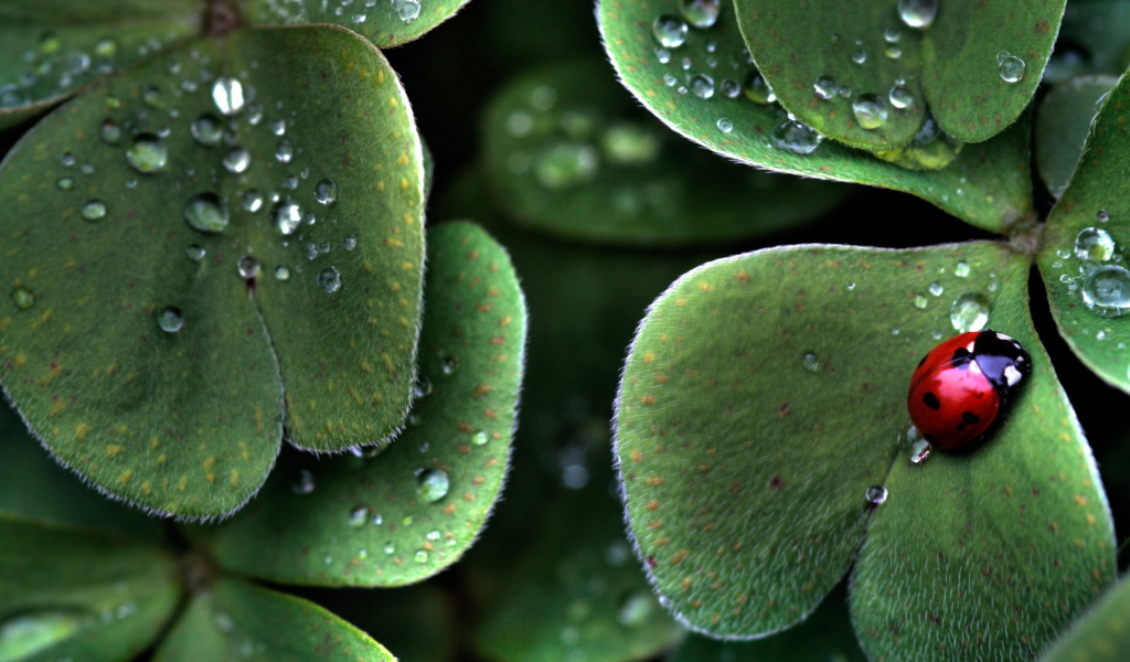 Божья коровка на пушистом листке