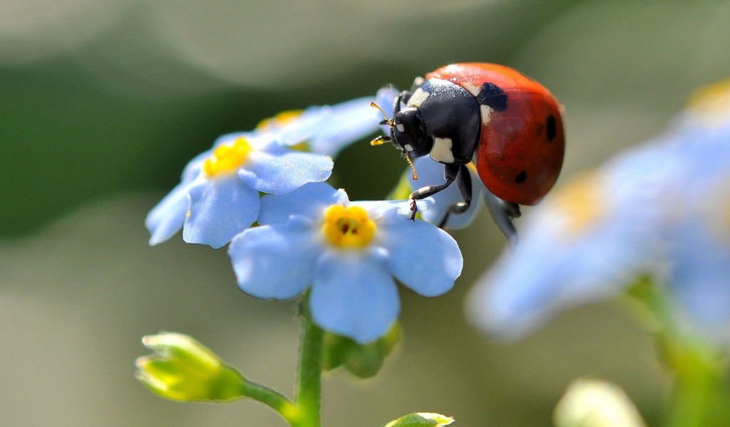 Божья коровка на цветах незабудки