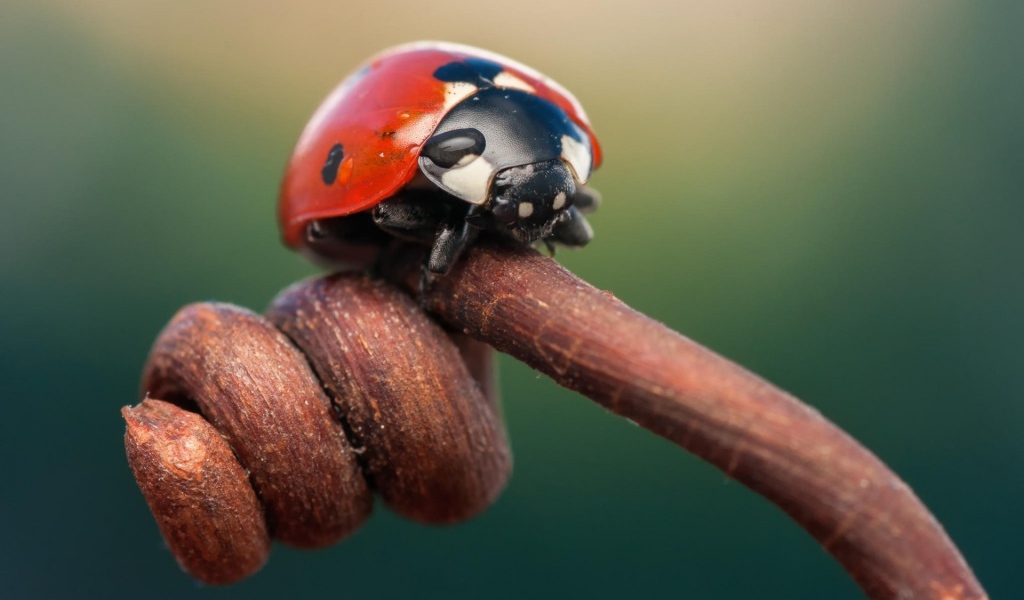 Божья коровка на засохшем ростке