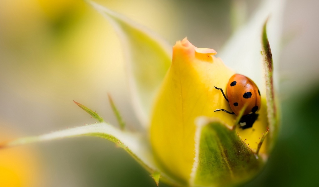 Божья коровка на бутоне желтой розы