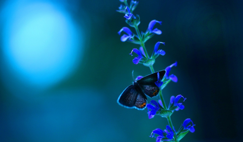 Маленькая бабочка на кисточке голубых цветов