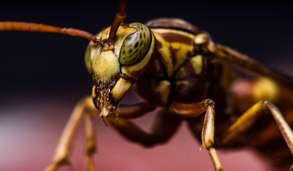 Макро фото насекомого