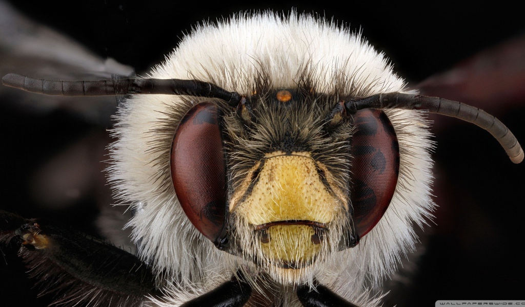 Макро фото головы насекомого