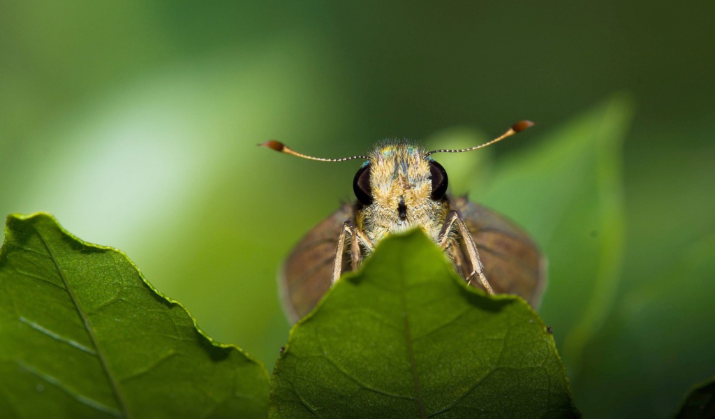 Моль спряталась за листом