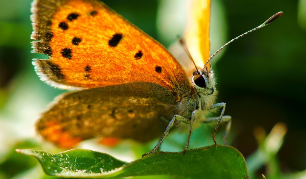 Оранжевая бабочка вблизи