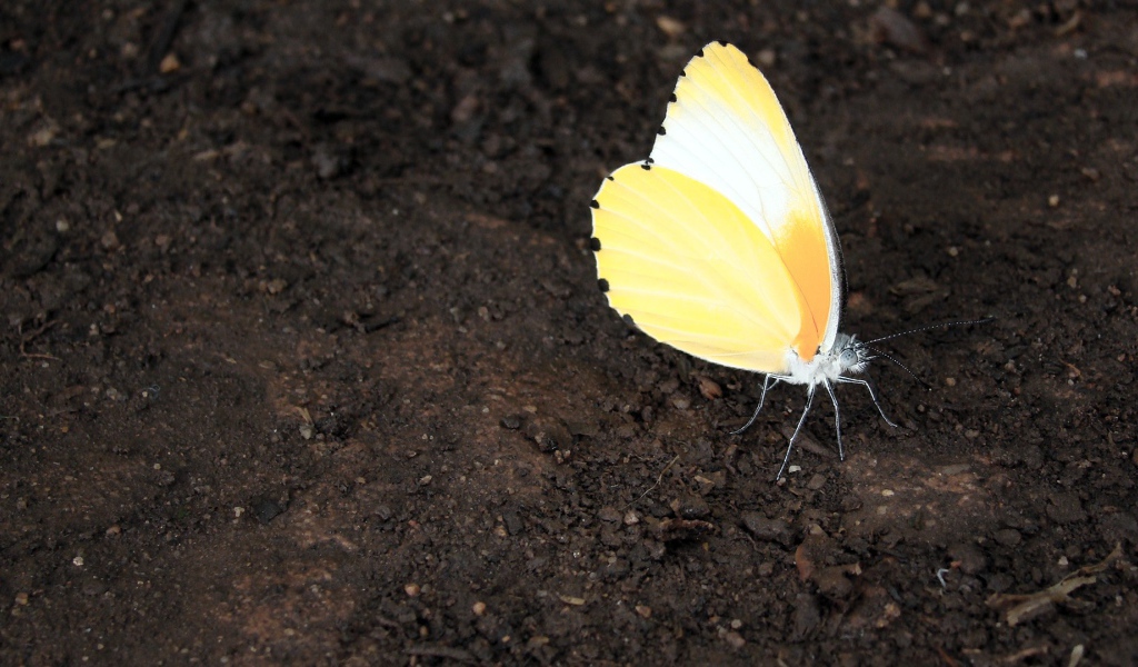 Оранжевая бабочка на земле