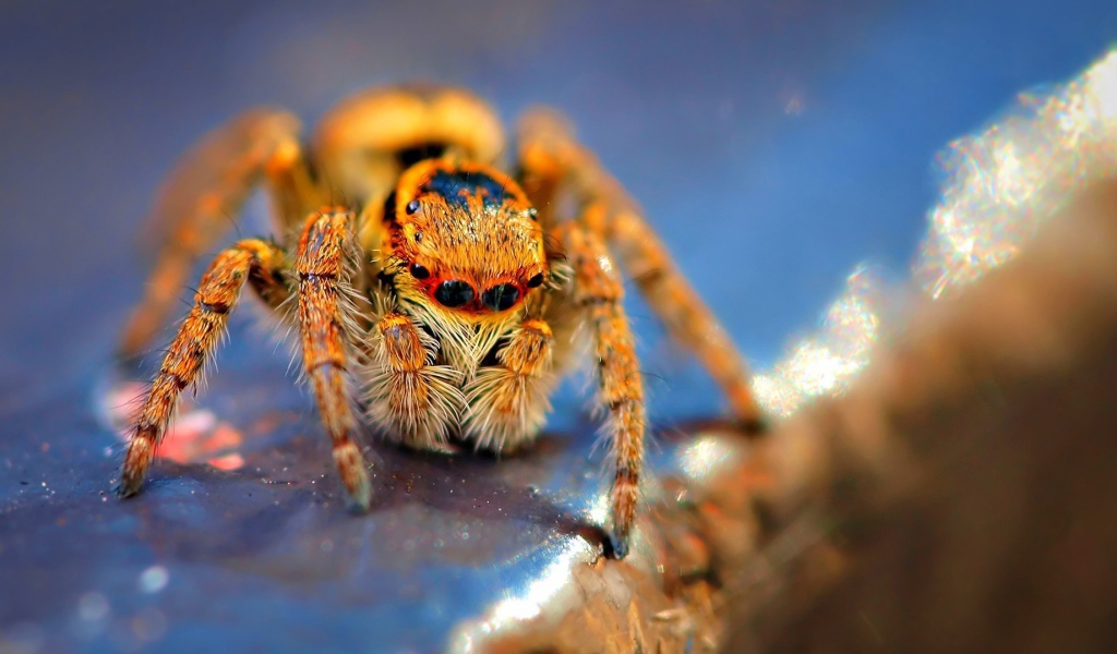 Оранжевый мохнатый паук