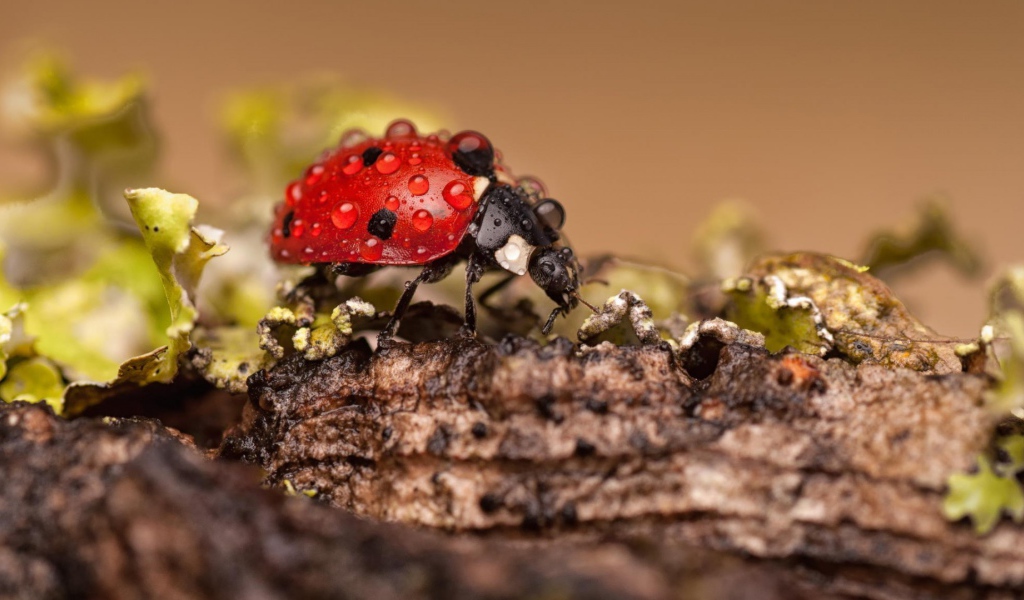 Красный жук покрыт росой