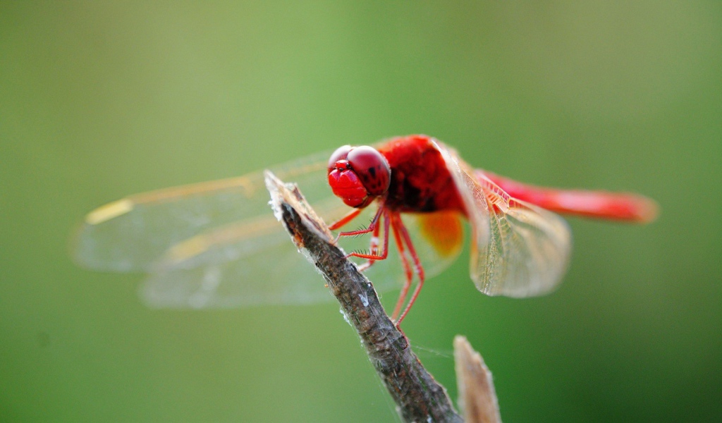 Красная стрекоза на ветке
