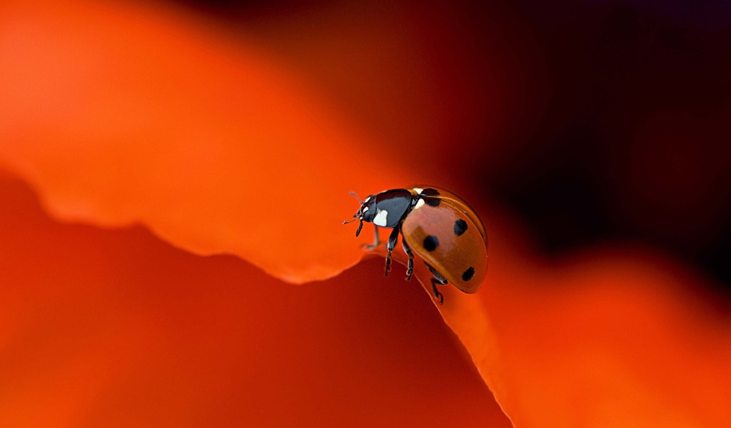 Красная божья коровка на оранжевом фоне