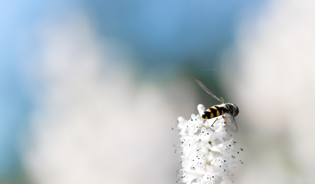 Небольшая пчела на кисточке белых цветов