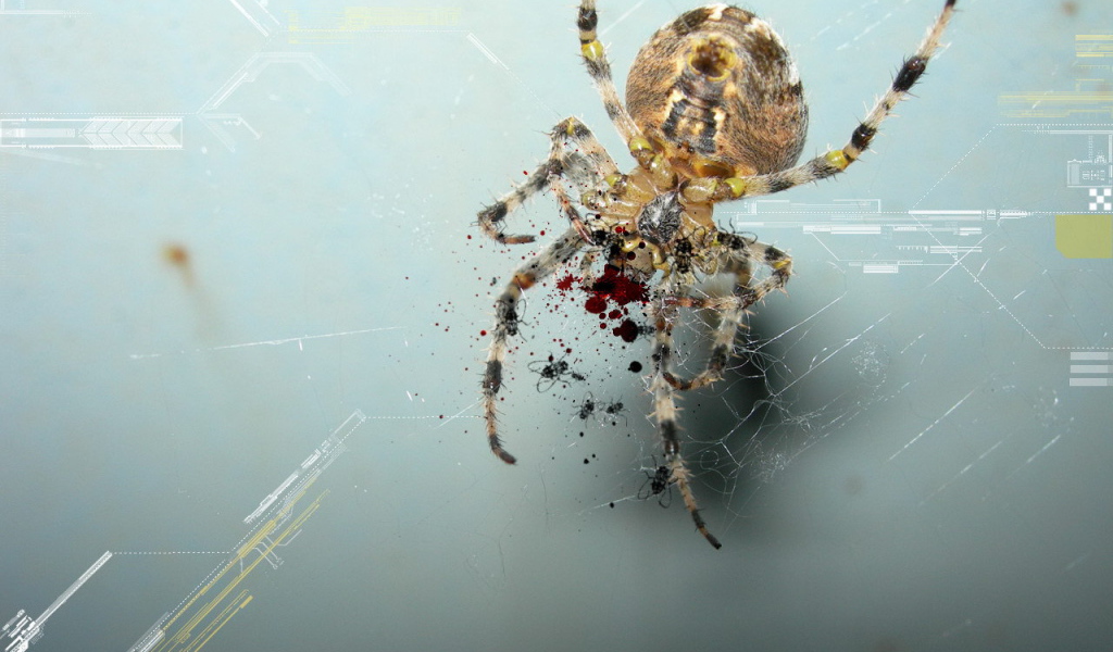 Паук и цифровая графика