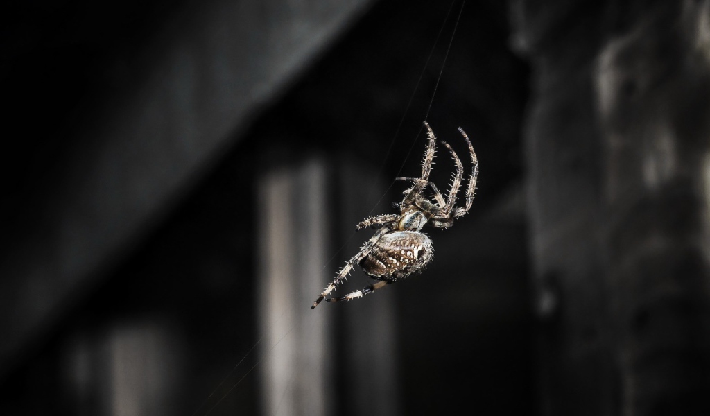 Паук ползет по своей паутине