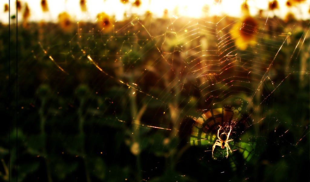 Паук в лучах солнца