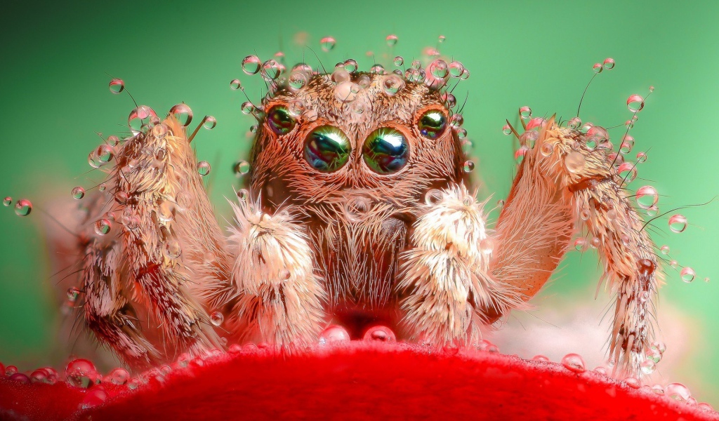 Паук в воде