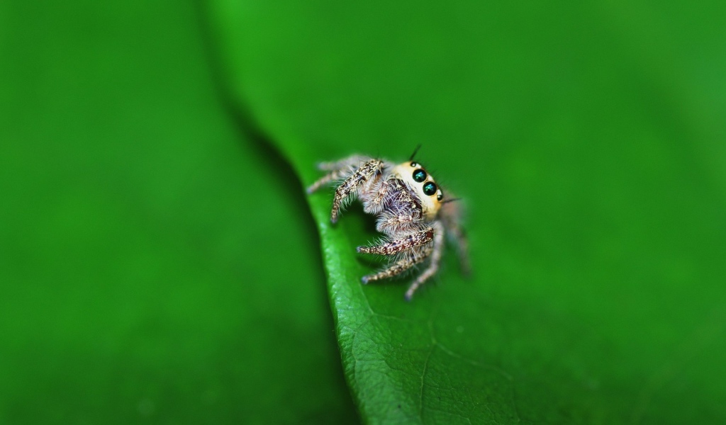 Паук на листике с дерева