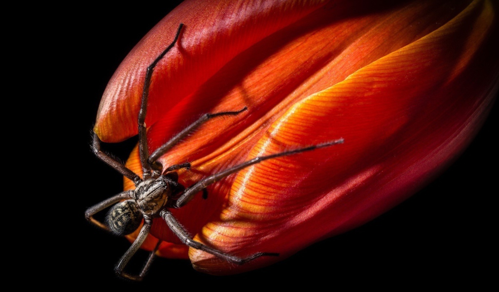 Паук на бутоне красного тюльпана